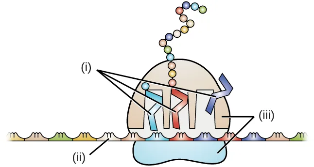 A drawing of a ribosome-like structure: a rounded dome sits above a long horizontal strand, with a smaller rounded shape beneath the strand. Three small angular shapes sit inside the dome, each attached to a short segment of the strand and topped by a chain of small circles. Labels read (i), pointing to the three angular shapes inside the dome; (ii), pointing to the strand; and (iii), pointing to the dome and the shape beneath the strand together.