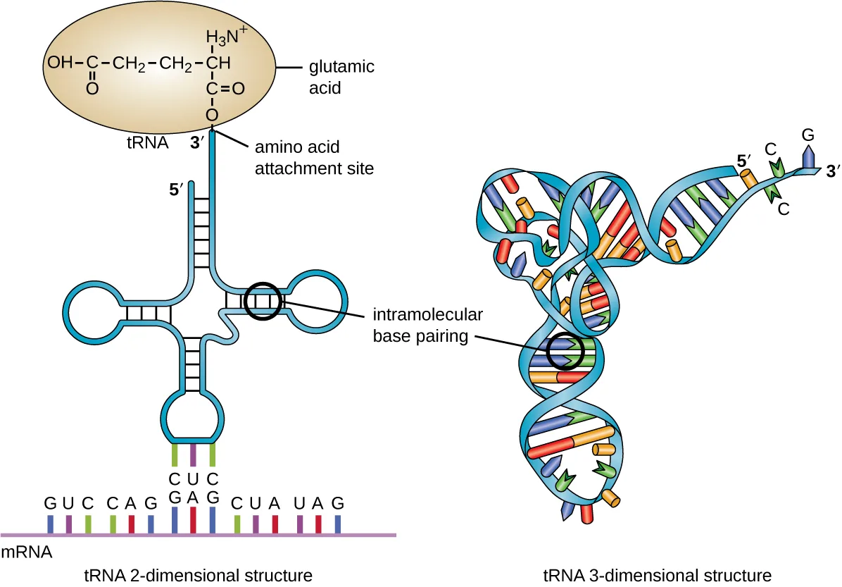 Two diagrams of a tRNA molecule. (a) Its two-dimensional structure: a single RNA strand folds into a cloverleaf-like shape with three loops and a single-stranded 3′ end carrying an attached amino acid; the bottom loop carries three unpaired bases that pair with three complementary bases on a strip of mRNA drawn below it. (b) Its three-dimensional structure: the same folded strand twists into a compact, roughly L-shaped structure.