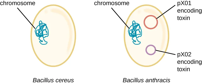 A diagram of two oval bacterial cells labeled Bacillus cereus and Bacillus anthracis. Both cells contain a labeled chromosome drawn as a tangled loop. The Bacillus anthracis cell additionally contains two small labeled circles: one labeled pX01 encoding toxin and the other labeled pX02 encoding toxin.