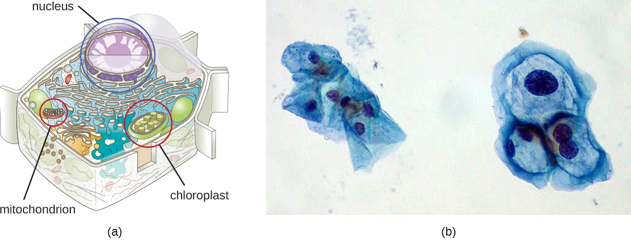 A composite figure. Panel (a) is a drawing of a eukaryotic cell with a large sphere labeled nucleus, a small oval labeled mitochondrion circled in red, and a small green oval labeled chloroplast circled in red. Panel (b) shows two micrographs of stained cells from a Pap smear: the cluster on the left has cells with several small, evenly stained nuclei, and the cluster on the right has cells with fewer, enlarged and darkly stained nuclei.