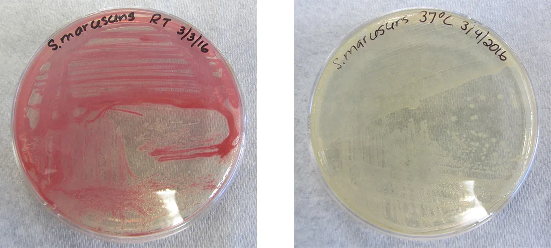 A photo of two agar plates side by side, both labeled S. marcescens. The plate on the left, grown at room temperature, shows pink-red streaked bacterial growth; the plate on the right, grown at 37 °C, shows pale beige growth.