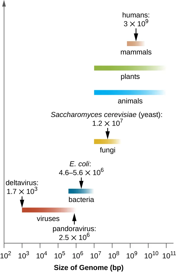 A horizontal bar chart on a log scale from 10² to 10¹¹ base pairs, showing the overlapping genome-size ranges of viruses, bacteria, fungi, plants, animals, and mammals, with several example organisms and their genome sizes labeled.