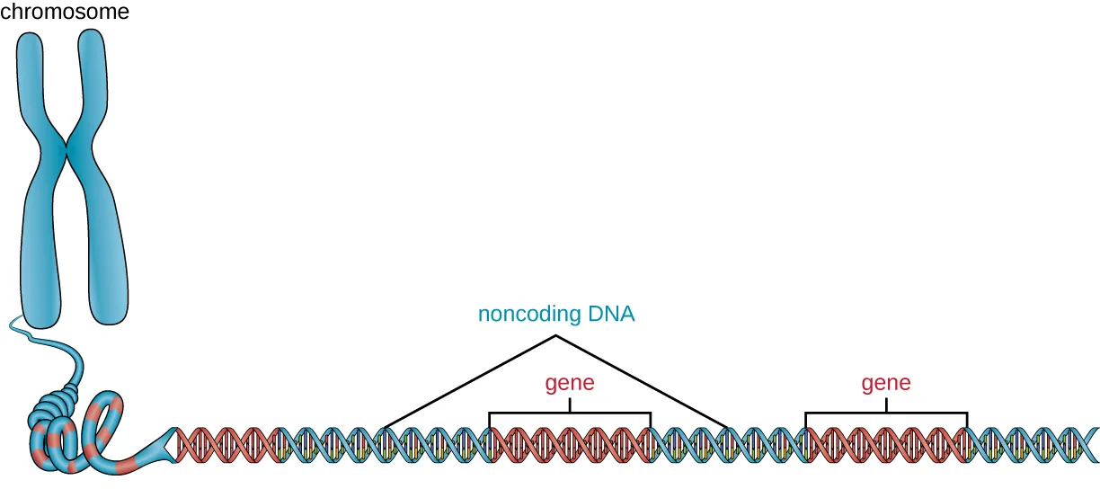 A drawing of an X-shaped chromosome unraveling into a long DNA double helix. Two segments of the helix are each bracketed and labeled gene; a noncoding DNA label points by two lines to the blue segments of the helix before the first gene and between the two genes. A further blue segment after the second gene matches the noncoding DNA color but has no pointer line to it.