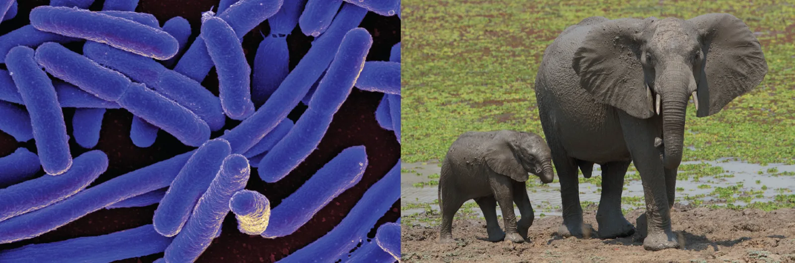 Two photographs. Left, a false-colour scanning electron micrograph of many purple rod-shaped cells packed together, one small yellow-tipped cell among them. Right, an adult elephant and a calf standing on muddy ground in front of a green plain, the adult's tusks and large ears in view.
