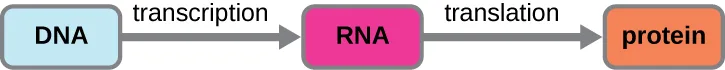 A flow diagram with three rounded boxes connected by arrows: a blue box labeled DNA, then a gray arrow labeled transcription pointing to a magenta box labeled RNA, then a gray arrow labeled translation pointing to an orange box labeled protein.