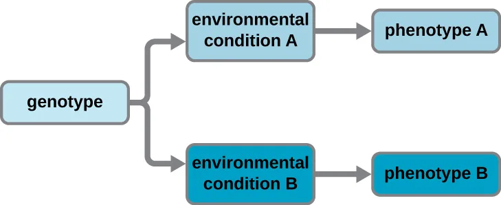 A flow diagram starting from a light blue box labeled genotype, which branches by two gray arrows into a light blue box labeled environmental condition A and a darker teal box labeled environmental condition B. A gray arrow leads from environmental condition A to a light blue box labeled phenotype A, and another gray arrow leads from environmental condition B to a darker teal box labeled phenotype B.