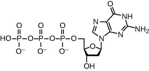 Diagram of dGTP. In the center is deoxyribose, a pentagon-shaped sugar. The top point of the pentagon has an oxygen; moving around the ring are carbons 1, 2, 3, and 4, with carbon 5 attached to carbon 4 outside the ring. Carbon 1 carries guanine, a structure made of two carbon-and-nitrogen rings bound along their edges. Carbon 2 carries only hydrogens; carbon 3 carries a hydrogen and an OH; carbon 4 carries a nitrogen and carbon 5. Carbon 5 is attached to three phosphate groups in a row, labeled triphosphate, each phosphate made of a phosphorus attached to four oxygen atoms.