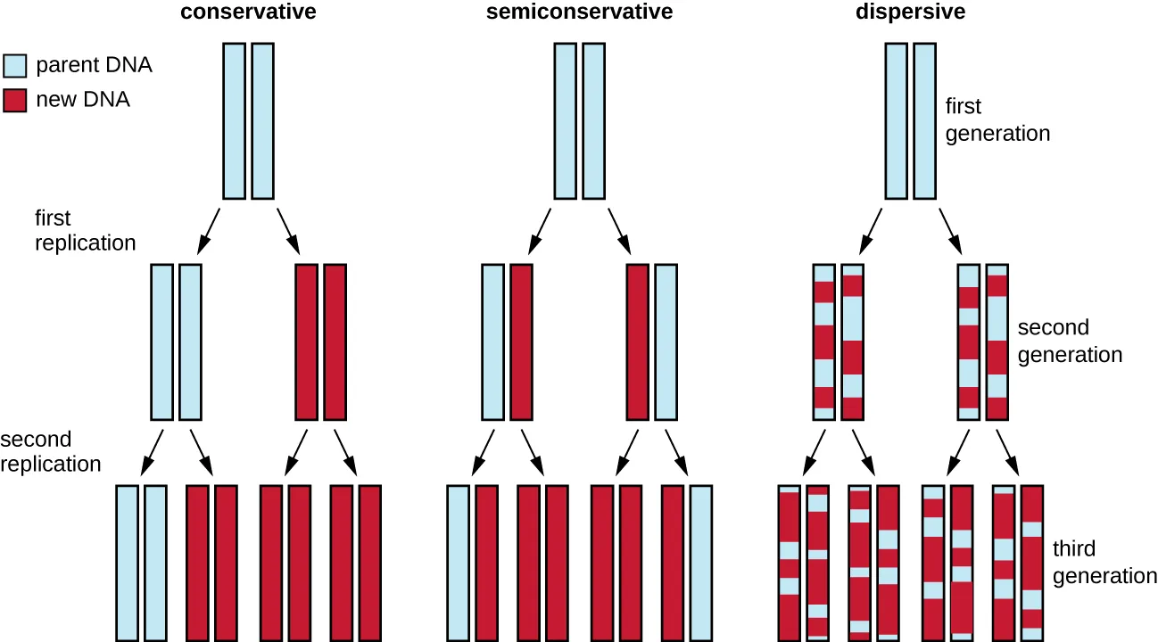 Diagram comparing three proposed models of DNA replication across two rounds. Conservative: parental strands stay paired together, producing one all-parental and one all-new double helix after round one, and by round two one all-parental helix and three all-new helices. Semiconservative: each round produces helices with one parental strand and one new strand. Dispersive: each round mixes parental and new DNA segments within the same strands rather than keeping whole parental or new strands intact.