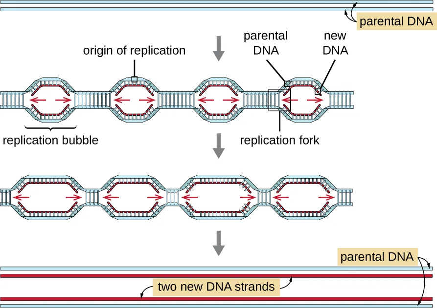Diagram showing two strands of parental DNA, then multiple replication bubbles opening along the chromosome, each with its own origin of replication and arrows pointing outward in both directions as new strands of DNA form. One bubble's left half is boxed and labeled replication fork. The bubbles then lengthen and finally merge into two complete new DNA molecules, each made of one old strand and one new strand.