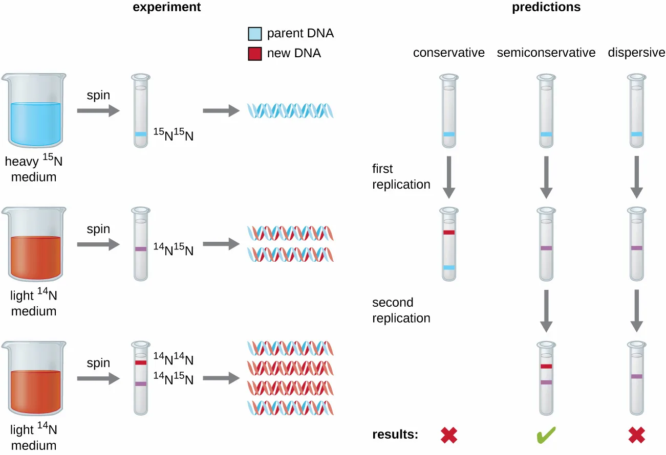 Diagram of the Meselson–Stahl experiment. Three beakers (heavy ¹⁵N medium, then light ¹⁴N medium twice) are each spun and their DNA banded by density, compared against a predictions table for the conservative, semiconservative, and dispersive models after the first and second replication; check marks and X marks show which model's predicted bands match the bands actually observed.