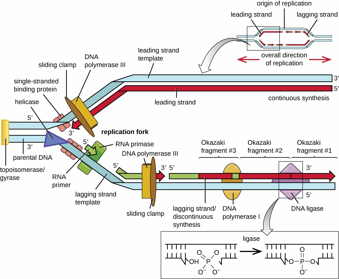 Diagram of a bacterial replication fork. An inset shows the whole replication bubble with leading and lagging strands on both sides of the origin, replicating in both directions. The main diagram zooms in on one fork: topoisomerase, helicase, single-stranded binding proteins, RNA primase, DNA polymerase III on both strands, and a sliding clamp sit along the parental DNA; the leading strand is synthesized continuously while the lagging strand forms three labeled Okazaki fragments, one shown being sealed by DNA ligase after DNA polymerase I replaces its RNA primer.