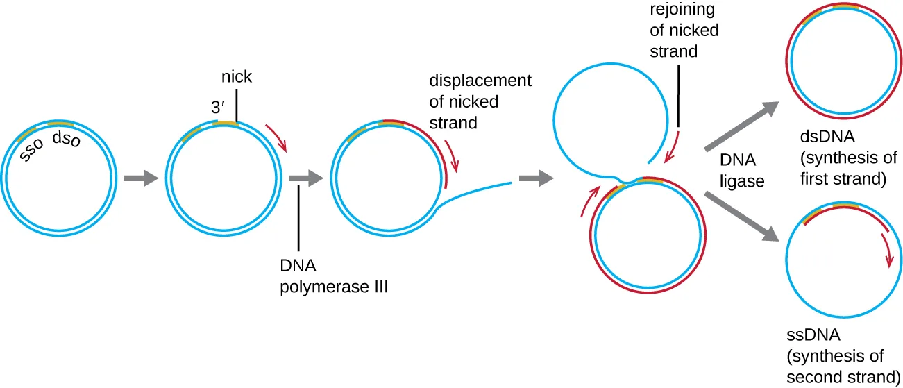 Diagram of rolling circle replication. A double-stranded circular DNA molecule carries an sso site next to a dso site. A nick forms in the dso, and DNA polymerase III copies the un-nicked strand while displacing the nicked strand as a growing loop. DNA ligase then separates the result into a double-stranded circle (first strand synthesized) and a single-stranded loop, which is copied into a second double-stranded circle.