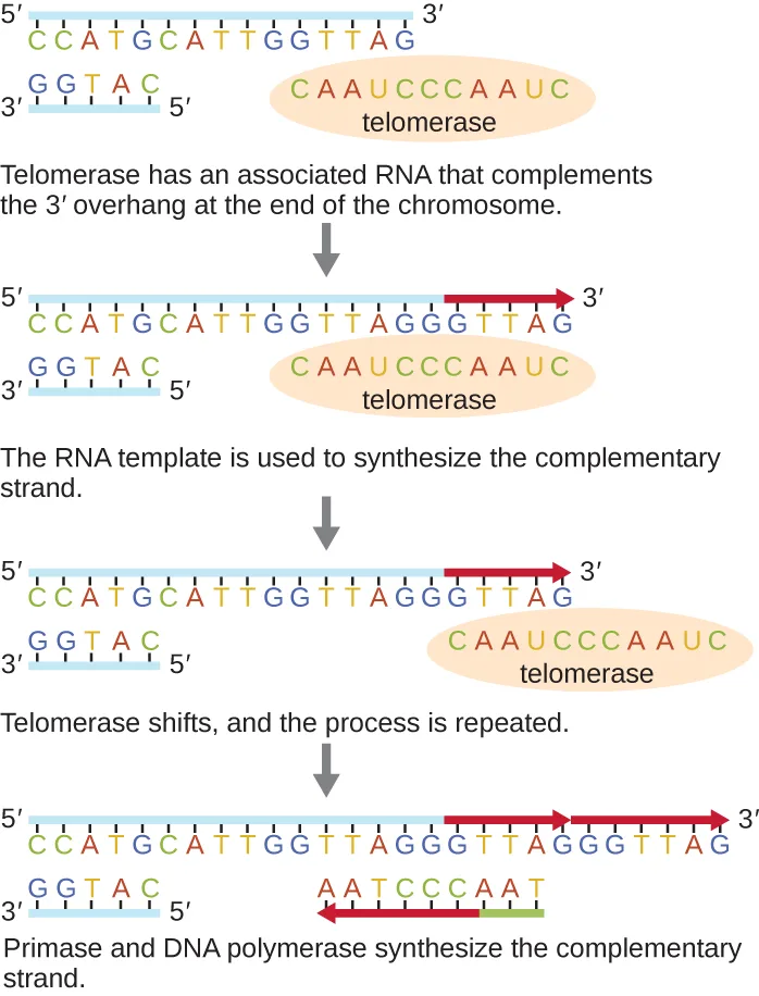 Diagram of telomerase extending the end of a chromosome in four steps: a long DNA strand ending 3′ pairs with telomerase's built-in RNA template, which extends past the strand's 3′ end; the RNA template is used to add new bases (shown in a different color) to the 3′ end; telomerase then shifts to the new 3′ end and repeats; finally, primase and DNA polymerase synthesize a complementary strand on the extended overhang using a new RNA primer.