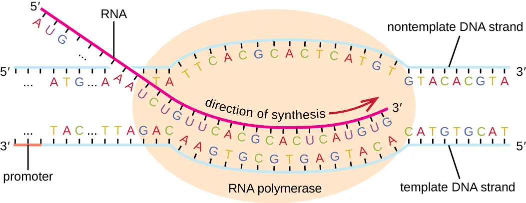 Diagram of transcription. A double stranded piece of DNA has a large oval labeled RNA polymerase sitting on it just past a region labeled promoter. The DNA in the RNA polymerase has separated and the bottom DNA strand (labeled template strand) has a newly forming RNA strand attached to it. The RNA strand is being built from 5′ to 3′. The other strand of DNA is the nontemplate strand and does not have RNA being built.