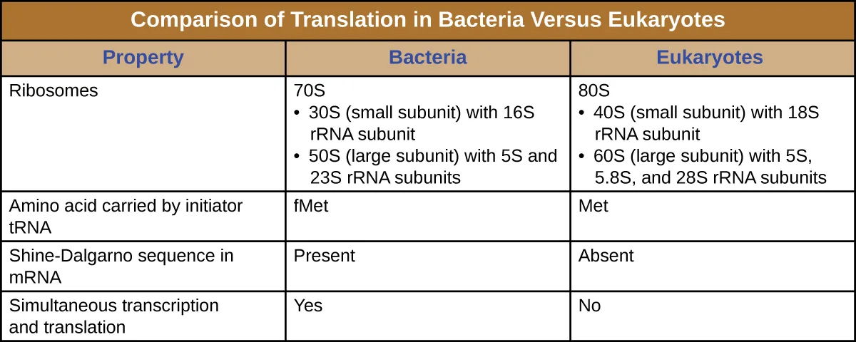 A table titled Comparison of Translation in Bacteria Versus Eukaryotes, with a Property column and Bacteria and Eukaryotes columns giving each property's value for the two groups.