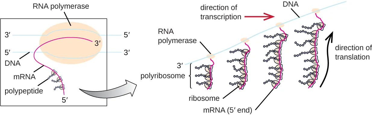 A double strand of DNA with an RNA polymerase enzyme partway along it, spinning out a single new RNA strand. Behind the enzyme, ribosomes have already attached to the growing RNA and are assembling polypeptide chains; farther still from the enzyme, where the RNA is longest, a row of many ribosomes is bound along it, one behind another.