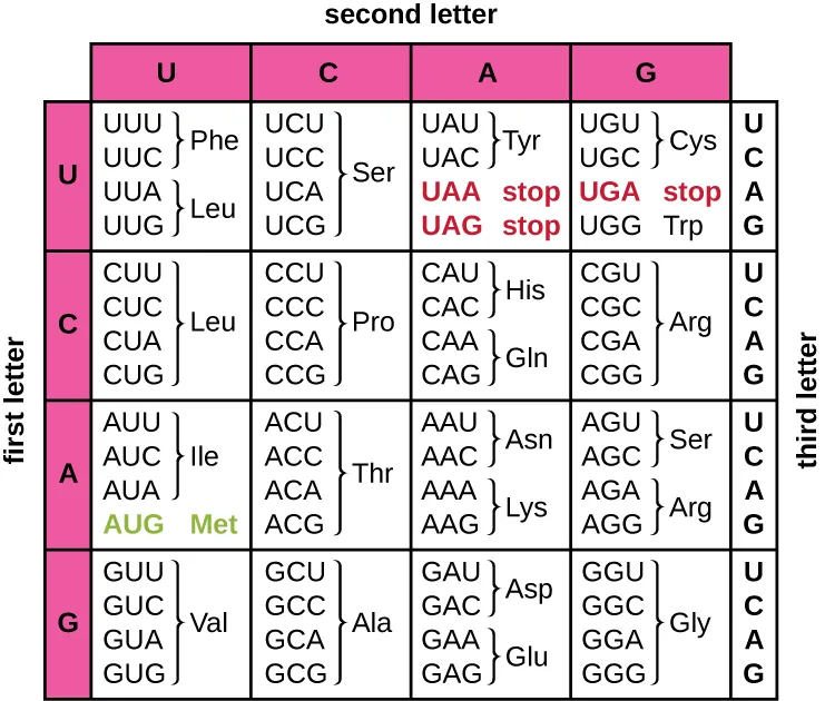A codon table with the first letter of the codon down the left side (U, C, A, G), the second letter across the top (U, C, A, G), and the third letter down the right side (U, C, A, G) of each row, so each row, column, and sub-row combination names one three-letter codon. Stop codons are printed in red and the start codon, AUG, is printed in green.