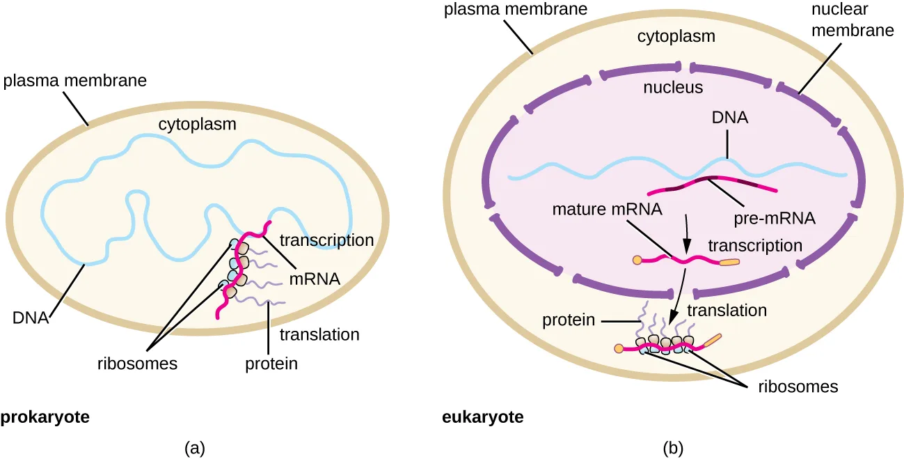 Two diagrams comparing gene expression in a prokaryote and a eukaryote. (a) In the prokaryotic cell, DNA lies free in the cytoplasm; mRNA is transcribed from it and ribosomes translate the mRNA into protein at the same time and place. (b) In the eukaryotic cell, DNA lies inside a nucleus bounded by a nuclear membrane; pre-mRNA is transcribed there and processed into mature mRNA, which then leaves the nucleus for the cytoplasm, where ribosomes translate it into protein.