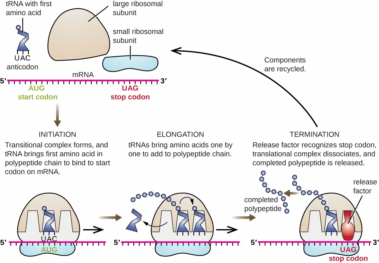 A diagram of bacterial translation in three labeled stages. Initiation shows a tRNA carrying the first amino acid binding the start codon AUG alongside the small and large ribosomal subunits. Elongation shows tRNAs adding amino acids one by one to a growing polypeptide chain, moving through the ribosome's E, P, and A sites. Termination shows a release factor recognizing the stop codon UAG, the completed polypeptide separating, and the ribosomal subunits dissociating and recycling.
