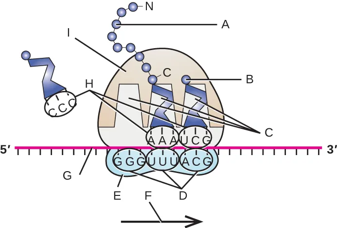 A ribosome drawn as a dome sitting above a horizontal strand of many lettered bases, with a smaller oval beneath the dome. Two zigzag shapes sit inside the dome, one connected to a rising chain of linked circles near the top of the figure; a third zigzag shape, carrying a single small circle, sits to the left of the dome and touches one three-letter group on the strand. An arrow beneath the strand points to the right. Nine leader lines, lettered A through I, point to these parts and to a three-letter group at the base of the left-hand zigzag shape.