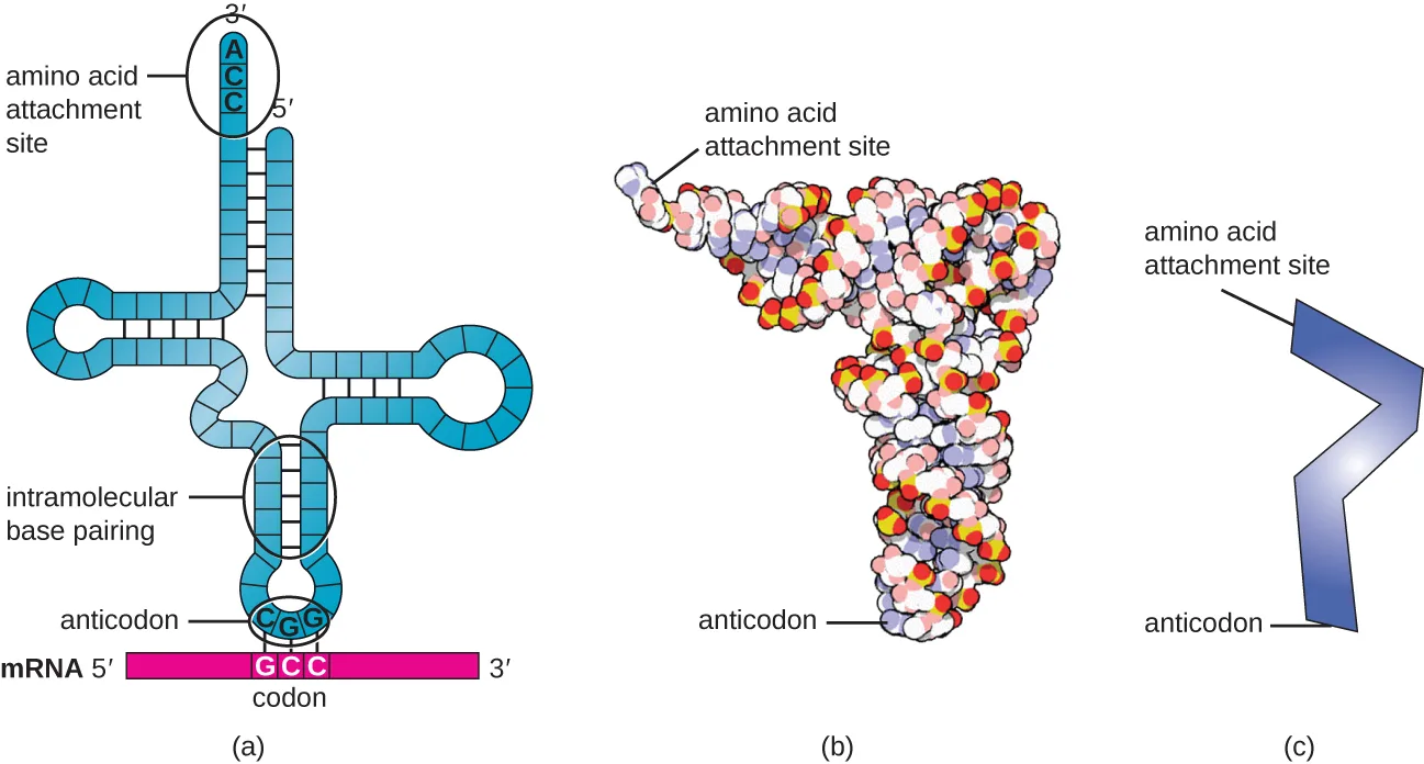Three drawings of the same tRNA molecule. (a) A single strand folds into a cross-like shape; one end, the amino acid attachment site, carries the sequence ACC, and the opposite end carries a three-letter anticodon paired with a codon on a strand of mRNA below it. (b) A space-filling molecular model of the same tRNA, shaped like the letter L. (c) A simplified zigzag line drawing of the same tRNA.