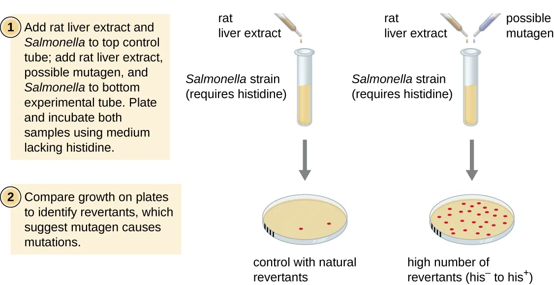 Two-step diagram of the Ames test. Step 1: rat liver extract and a histidine-requiring Salmonella strain are added to a control tube, while rat liver extract, a possible mutagen, and the same Salmonella strain are added to an experimental tube; both are plated and incubated on medium lacking histidine. Step 2: the resulting plates are compared — the control plate carries only a few colonies (natural revertants), while the plate exposed to the possible mutagen carries many more colonies (a high number of his⁻-to-his⁺ revertants).