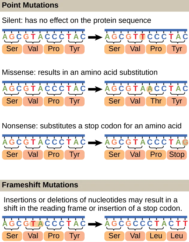 Four side-by-side before-and-after diagrams of the same twelve-base DNA strand paired with its four encoded amino acids. Silent: the sixth base changes but all four amino acids (Ser, Val, Pro, Tyr) stay the same. Missense: the seventh base changes and the third amino acid changes from Pro to Thr. Nonsense: the last base changes and the fourth amino acid changes from Tyr to a stop codon. Frameshift: two bases are inserted after the fifth base, and the amino acids after that point change to Leu and Leu.
