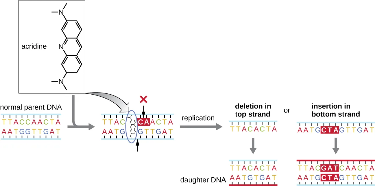 Diagram of acridine, a three-ringed molecule with a dimethylamino group at each end, sliding between the two strands of a normal parent DNA double helix at one base pair. An arrow marks that base pair with a red X, and after replication the diagram branches to two outcomes: a daughter DNA molecule with a deletion in the top strand, or a daughter DNA molecule with an insertion of three bases in the bottom strand.