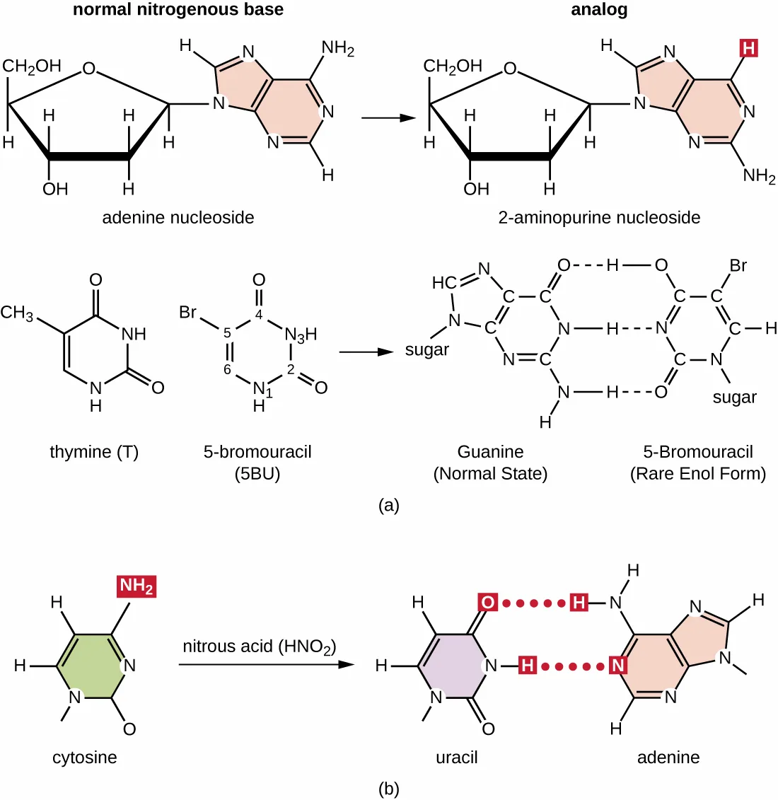Chemical diagrams comparing normal nitrogenous bases with their nucleoside analogs. Adenine nucleoside is redrawn as 2-aminopurine nucleoside, with a hydrogen where adenine has an amine group. Thymine's ring is compared with 5-bromouracil, which carries a bromine where thymine carries a methyl group and is shown base-pairing with guanine. Cytosine reacts with nitrous acid to lose its amine group, becoming uracil, which is then shown hydrogen-bonded to adenine instead of guanine.