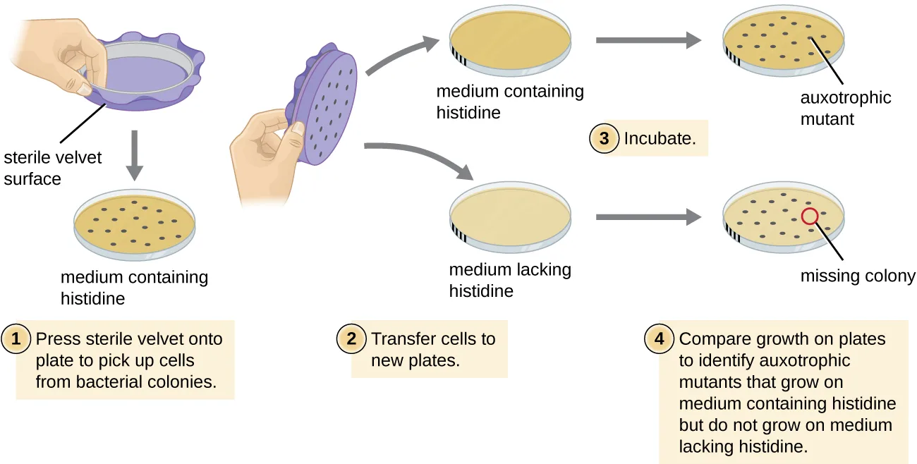 Four-step flow diagram of replica plating. Step 1: a hand presses a sterile velvet surface onto a plate of colonies grown on medium containing histidine, picking up cells from each colony. Step 2: the velvet, still carrying the cell pattern, is pressed in the same orientation onto two new plates, one containing histidine and one lacking it. Step 3: both new plates are incubated. Step 4: comparing the two plates identifies a colony present on the histidine-containing plate but missing at the same position on the histidine-lacking plate as an auxotrophic mutant.