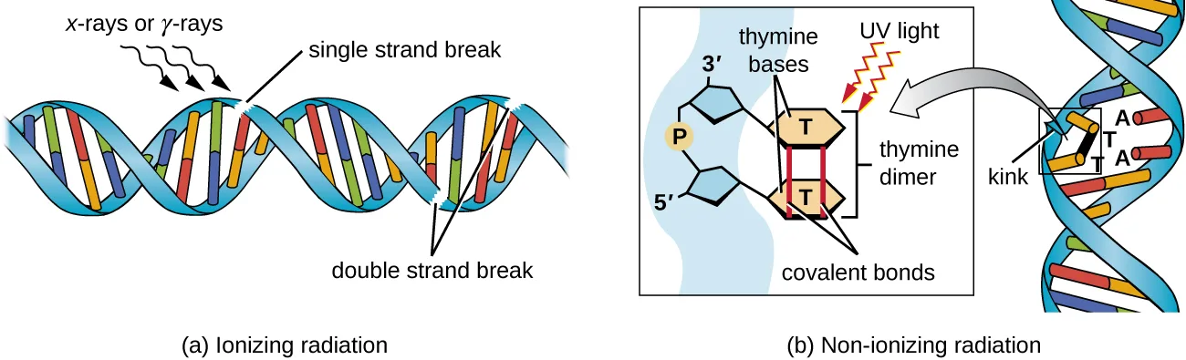 Two panels. (a) Ionizing radiation: a segment of double-helix DNA drawn as two ribbons with rung-like base pairs, with X-rays or γ-rays striking it (small black arrows), producing a single-strand break at one rung and a double-strand break, where both ribbons are severed, a short distance away. (b) Nonionizing radiation: a close-up of two adjacent thymine bases on one strand, each drawn as a hexagon, joined to each other by covalent bonds instead of to the adenines on the opposite strand; a UV-light arrow points at the thymine dimer, and the double helix is shown kinked at that point.