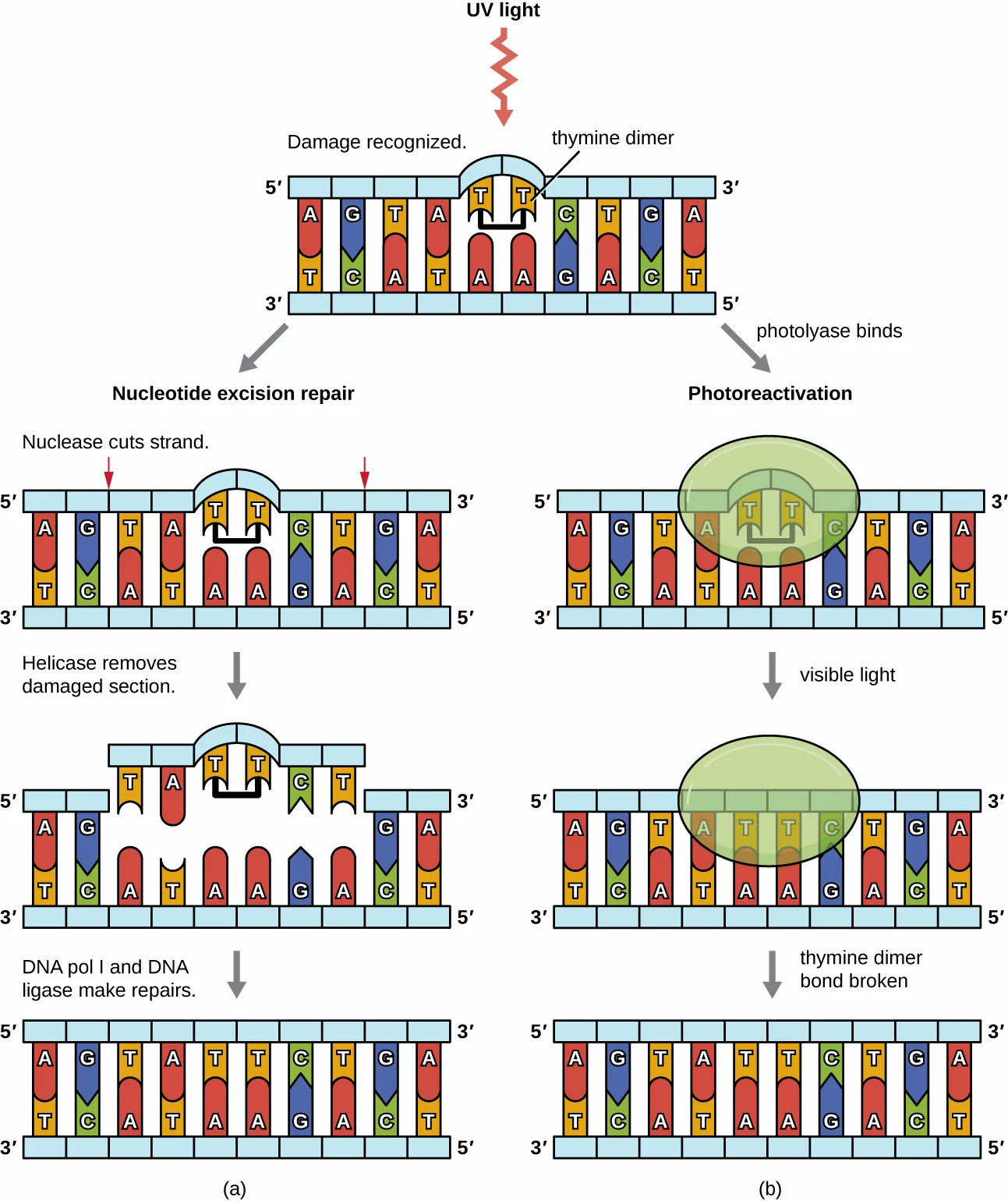 Two side-by-side flow diagrams starting from a UV-light arrow striking a thymine dimer in a DNA segment. Left path, nucleotide excision repair: a nuclease cuts the strand on both sides of the dimer, a helicase removes the damaged section, and DNA pol I and DNA ligase fill and seal the gap. Right path, photoreactivation: photolyase surrounds the thymine dimer, then visible light is applied and the dimer's bond is shown broken, restoring the original base pairing.