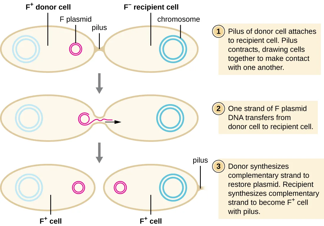 A three-stage diagram of F-plasmid conjugation between an F+ donor cell and an F− recipient cell, each drawn as an oval with its DNA. Stage 1: the donor's pilus attaches to the recipient and contracts, drawing the two cells into contact, labeled F plasmid, chromosome, and pilus. Stage 2: one strand of F-plasmid DNA transfers from donor to recipient through the pilus bridge. Stage 3: the donor synthesizes a complementary strand to restore its plasmid while the recipient synthesizes a complementary strand and gains its own pilus, so both cells end up labeled F+ cell.