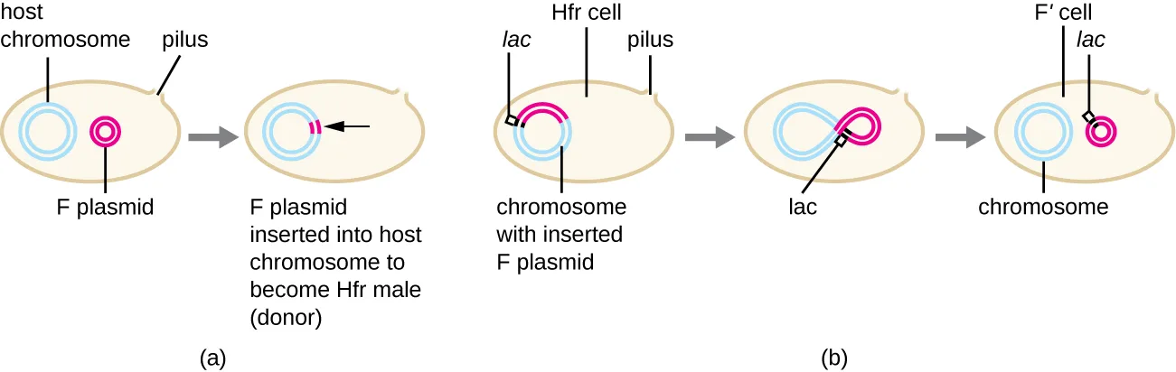 Panel (a): a cell with a host chromosome loop, a separate small F-plasmid loop, and a pilus; an arrow leads to a cell where the F plasmid has integrated into the host chromosome, labeled the Hfr cell (donor). Panel (b): an Hfr cell whose chromosome carries the integrated F plasmid, with the lac gene marked at the junction; an arrow leads to the same DNA folded into a figure-eight shape as the plasmid begins to excise, with lac at the pinch point; a further arrow leads to an F′ cell containing a separate F′ plasmid carrying the lac gene and a separate chromosome.