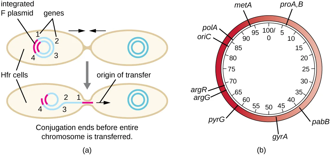 Panel (a): an Hfr cell with an integrated F plasmid and four numbered genes on its chromosome begins conjugating with an F− cell; the connection breaks before the whole chromosome transfers, leaving genes 1 and 2 nearest the break point and genes 3 and 4 farther back in the donor. Panel (b): a circular genomic map of E. coli, marked in minutes from 0 to 100 around the circle and shaded from light to dark red, with genes positioned by how many minutes of transfer it takes to reach them.