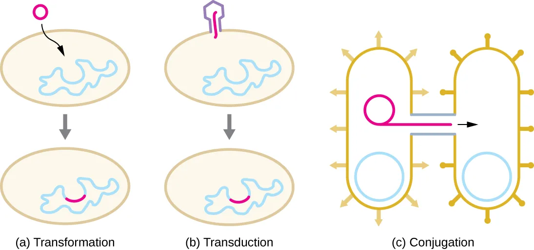 Three diagrams. (a) Transformation: a beige cell, before/after an arrow; before, a magenta circle of DNA sits outside it; after, its chromosome carries a magenta arc. (b) Transduction: a beige cell, before/after an arrow; before, a purple bacteriophage sits on its surface; after, its chromosome carries a magenta arc. (c) Conjugation: one static scene of two gold, rod-shaped cells ringed with short pili, each with a plain chromosome circle; a magenta plasmid in the left cell sends a copy, drawn as a line with an arrowhead, through a bridge into the right cell.