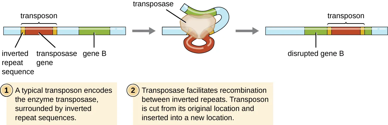 A three-panel diagram of transposition. Panel 1: a light-blue chromosome segment carries a transposon — a transposase gene flanked by two inverted repeat sequences — beside a separate green segment labeled gene B. Panel 2: a loop-shaped transposase enzyme has bound the transposon, folding the DNA so its two inverted repeats meet. Panel 3: the excised transposon has inserted itself into the middle of gene B, splitting it into two segments labeled disrupted gene B.
