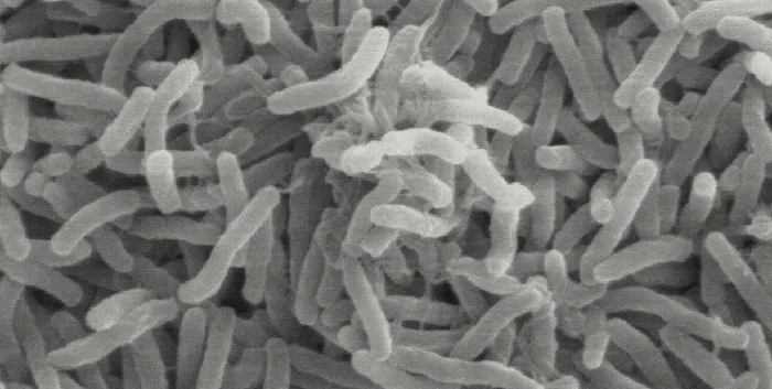 A scanning electron micrograph filling the frame with many overlapping curved, rod-shaped bacterial cells rendered in grayscale, giving the surface a densely tangled, fibrous texture.