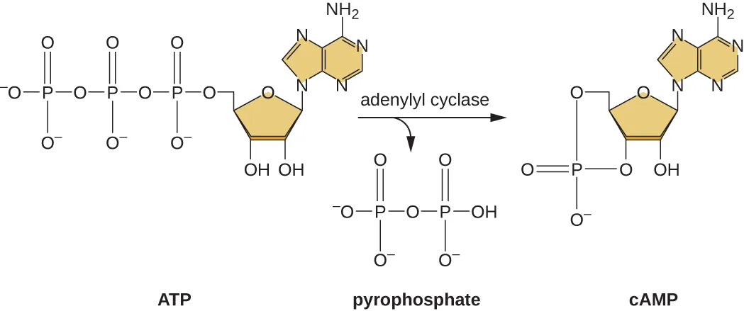 A chemical diagram of cAMP synthesis. ATP, drawn with three linked phosphate groups attached to a ribose sugar bearing an adenine base, is acted on by adenylyl cyclase, which removes two of the three phosphate groups as pyrophosphate (two linked phosphates). The remaining phosphate stays attached to the ribose sugar and forms a second bond to the sugar's 3′ carbon, closing a ring; this cyclic product is labelled cAMP.