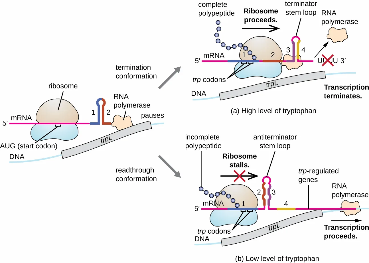A diagram of trp attenuation showing a shared initial state — a ribosome sitting at the AUG start codon over mRNA regions 1 and 2, which have paired into a stem-loop, while RNA polymerase pauses on the trpL DNA below — that branches into two outcomes: (a) High level of tryptophan, where the ribosome completes translation, regions 3 and 4 form a terminator stem loop, and RNA polymerase is blocked and detaches; and (b) Low level of tryptophan, where the ribosome stalls at region 1, regions 2 and 3 form an antiterminator stem loop, and RNA polymerase proceeds into the trp-regulated genes.