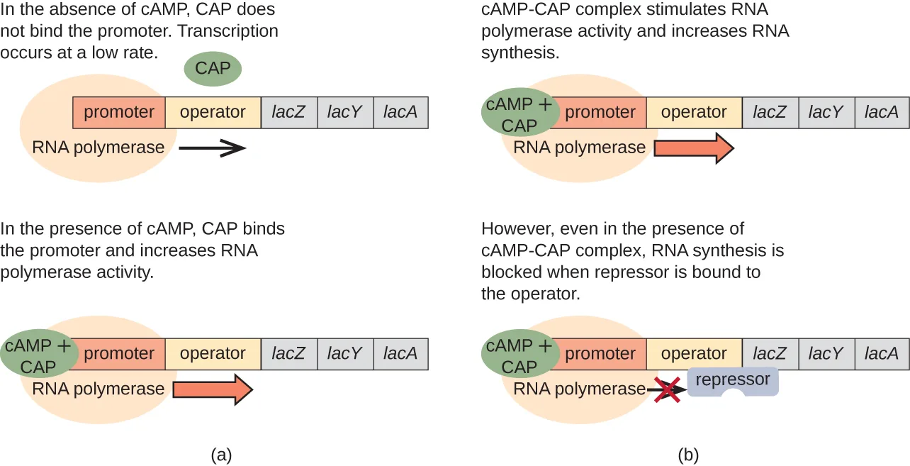 A two-panel diagram, labelled (a) and (b), of the lac operon promoter with and without cAMP. Panel (a) shows two rows: without cAMP, CAP floats free of the promoter and a thin arrow shows RNA polymerase transcribing at a low rate; with cAMP, a cAMP-CAP complex sits on the promoter beside RNA polymerase and a thick arrow shows faster transcription. Panel (b) shows the cAMP-CAP complex sitting on the promoter next to RNA polymerase, but with a repressor also bound to the operator and a red X blocking the arrow into lacZ, lacY, and lacA.