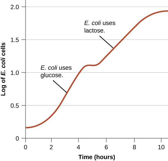 A diauxic growth curve: the log of E. coli cells (y-axis, 0 to 2.0) is plotted against time in hours (x-axis, 0 to about 10.5). The curve rises from about 0.15 through a first steep climb to about 1.1 by hour 4, briefly flattens, then climbs a second time to about 1.9 by hour 8 before flattening again. The first climb is labelled E. coli uses glucose; the second climb is labelled E. coli uses lactose.