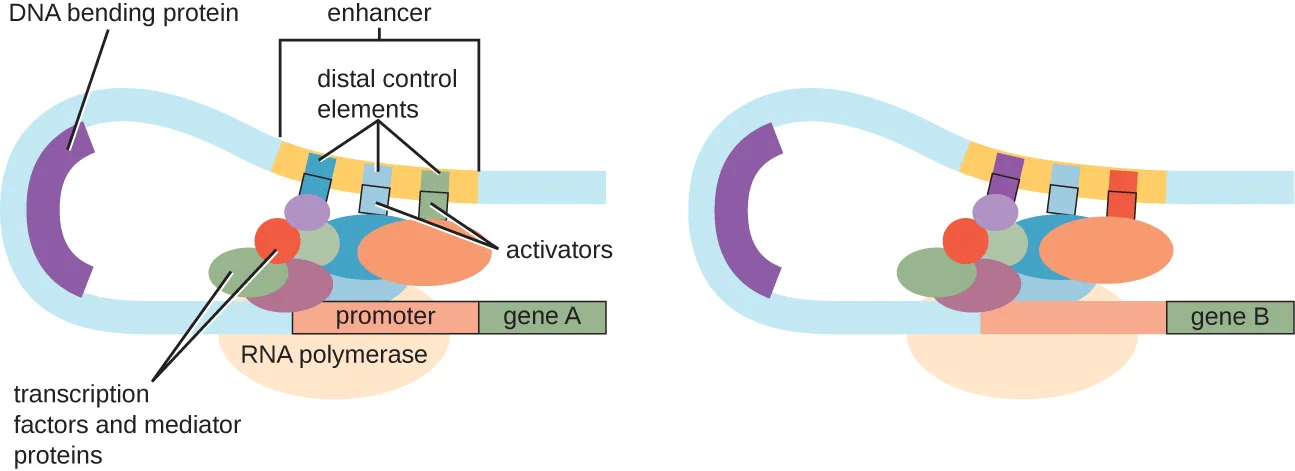 A diagram of a bent DNA strand with RNA polymerase bound to a promoter upstream of gene A. A cluster of differently shaped and coloured proteins, labelled transcription factors and mediator proteins, sits on the promoter and RNA polymerase; three of these, labelled activators, also reach up to a set of short DNA sequences, labelled distal control elements, that together are bracketed as an enhancer; the DNA between the enhancer and the promoter is looped, and a separate purple shape labelled DNA bending protein sits at the near end of the loop.