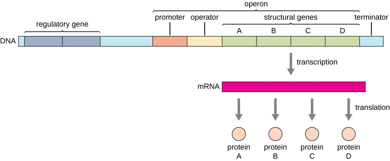 A labelled diagram of a generic operon. At the left, a regulatory gene sits upstream of the operon. The operon itself is bracketed as promoter, then operator, then four structural genes labelled A, B, C, and D in a row. An arrow marked transcription leads from the operon to a single mRNA strand spanning all four structural genes. Four arrows marked translation lead from the mRNA to four separate circles labelled protein A, protein B, protein C, and protein D.