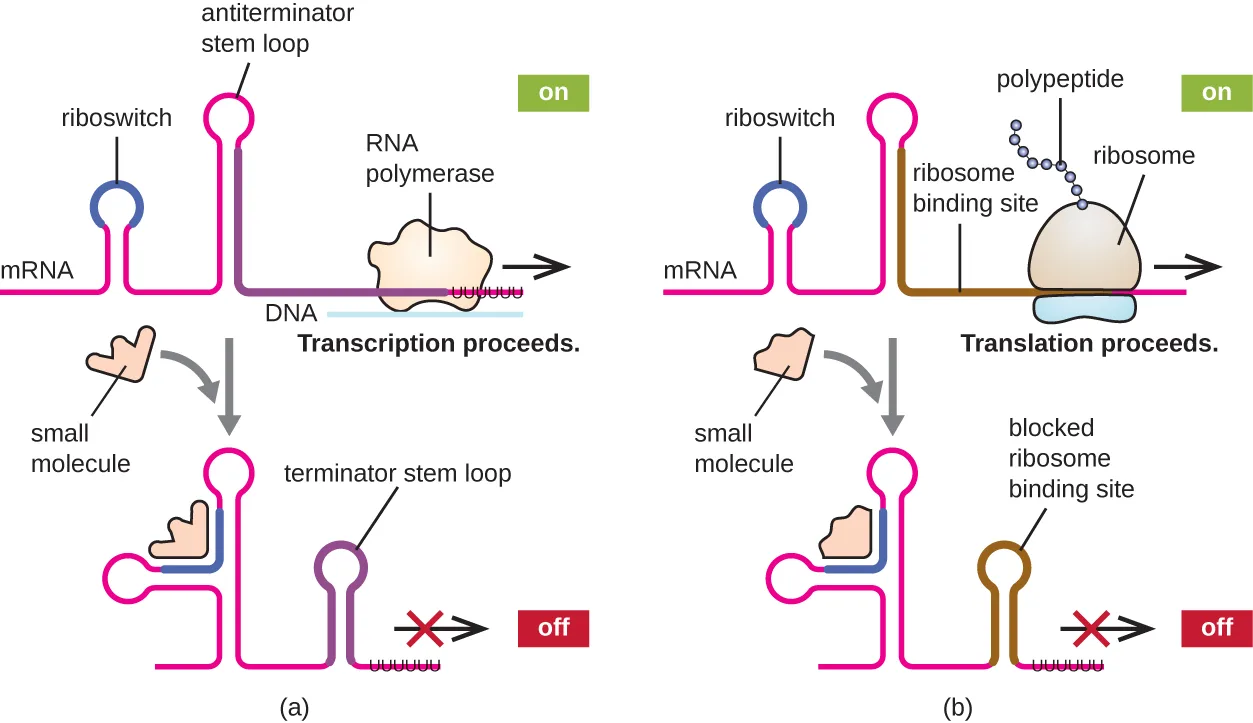 A two-panel diagram of a riboswitch, each panel showing an mRNA strand with an on state above and an off state below. Panel (a): an antiterminator stem loop lets RNA polymerase proceed (on); a small molecule binds the riboswitch, shifting the mRNA into a terminator loop that blocks it (off). Panel (b): the riboswitch is followed by an open ribosome binding site where translation proceeds (on); the same binding folds that site into a blocked loop (off).