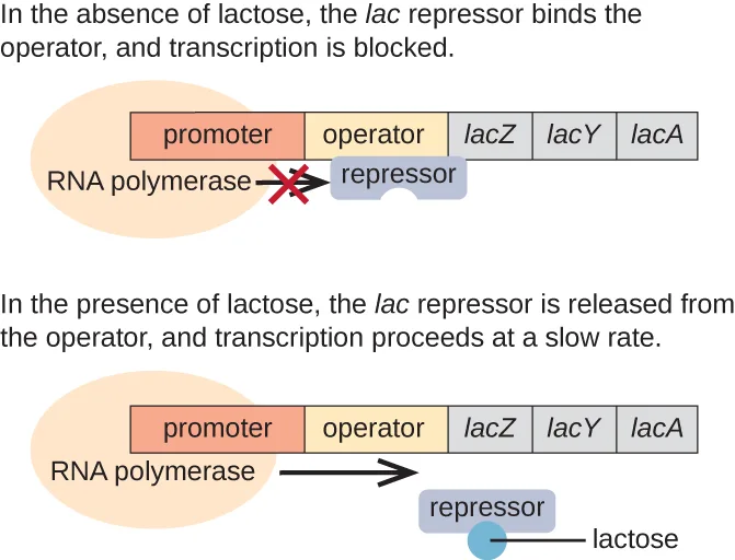 A two-panel diagram of the lac operon. The top panel shows a repressor shape sitting on the operator with a red X blocking the arrow from RNA polymerase into the lacZ, lacY, and lacA genes. The bottom panel shows the repressor detached from the operator with a small lactose circle attached to it, and an unblocked arrow running from RNA polymerase into the three genes.