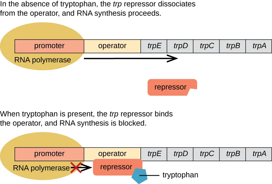 A two-panel diagram of the trp operon. The top panel shows RNA polymerase bound to the promoter with an arrow running rightward over the operator and the trpE, trpD, trpC, trpB, and trpA genes, and a separate, unbound repressor shape below. The bottom panel shows the same gene row but with the repressor now sitting on the operator, a small tryptophan shape attached to it, and a red X blocking the arrow into the operon.