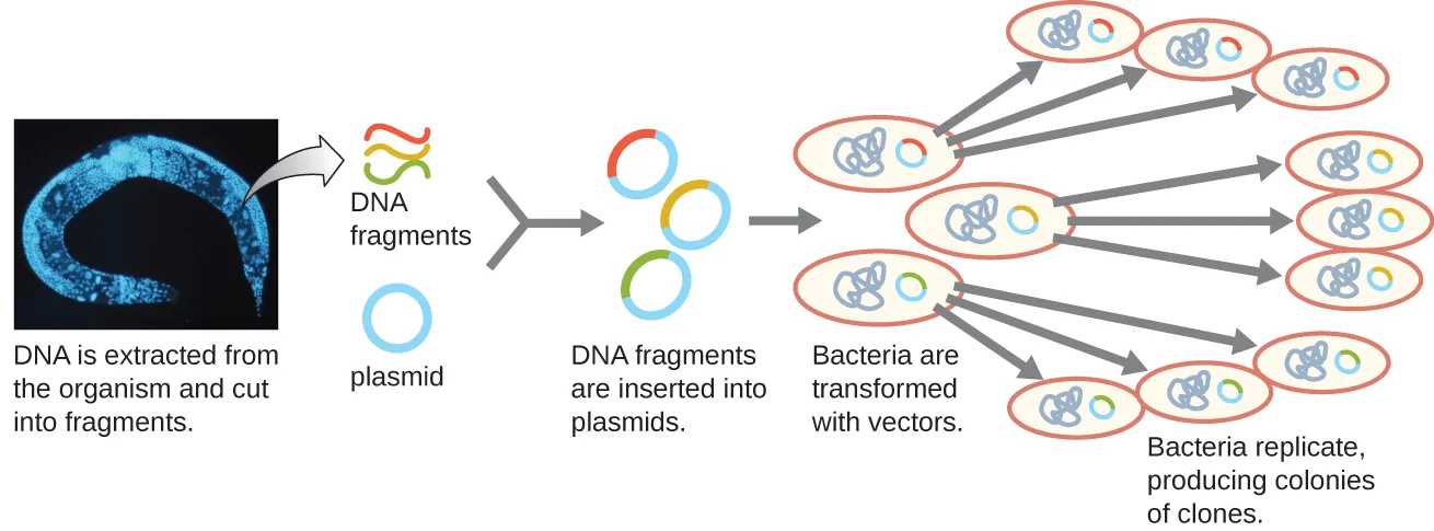A flow diagram of genomic library construction: DNA is extracted from an organism and cut into fragments, each fragment is inserted into a separate plasmid, bacteria are transformed with the plasmids, and each transformed bacterium replicates into a colony of clones carrying one genomic fragment.