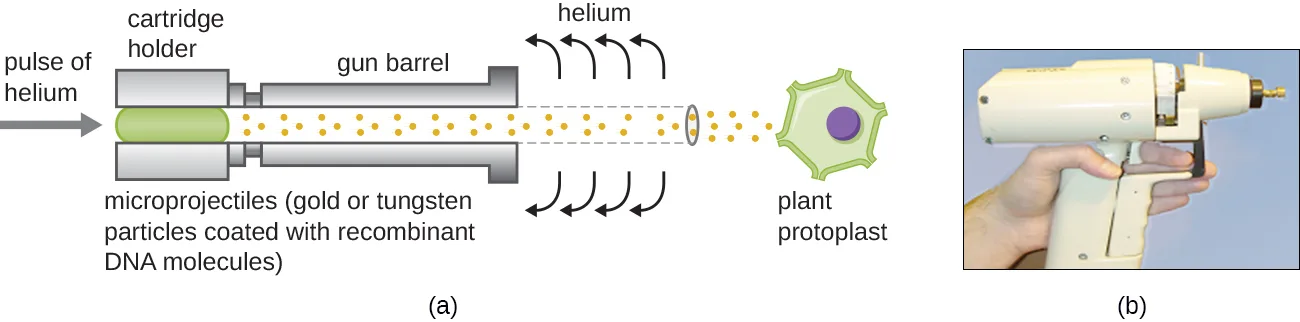 (a) A diagram of a gene gun: a pulse of helium pushes microprojectiles — gold or tungsten particles coated with recombinant DNA — through the gun barrel and into a plant protoplast. (b) A photograph of a handheld gene gun, shaped like a hair dryer with a narrow barrel.