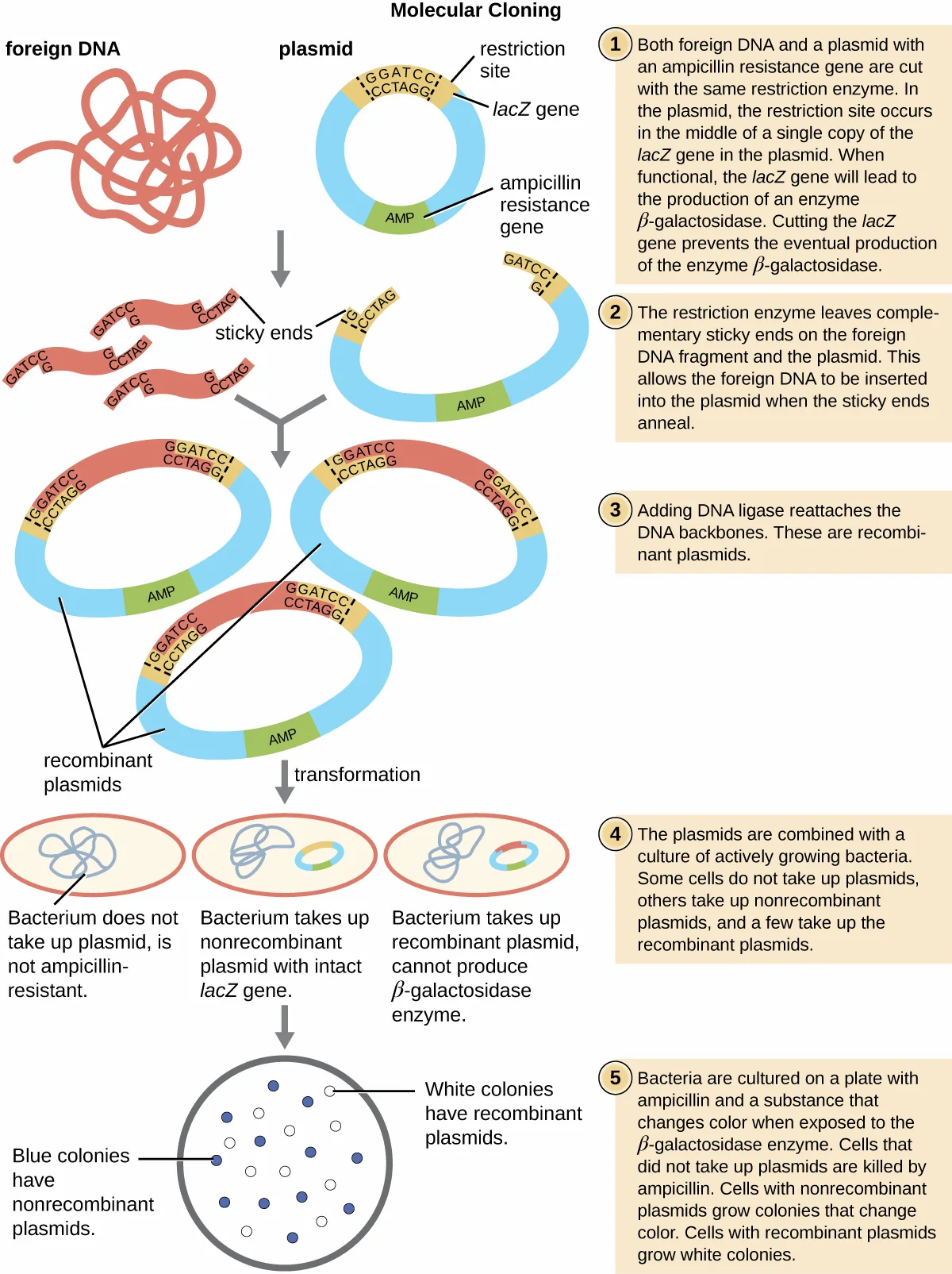 A five-step flowchart of molecular cloning by bacterial transformation, from foreign DNA and a plasmid carrying an ampicillin-resistance gene and a lacZ gene, through cutting, ligation into recombinant plasmids, bacterial transformation, and blue and white colony screening.